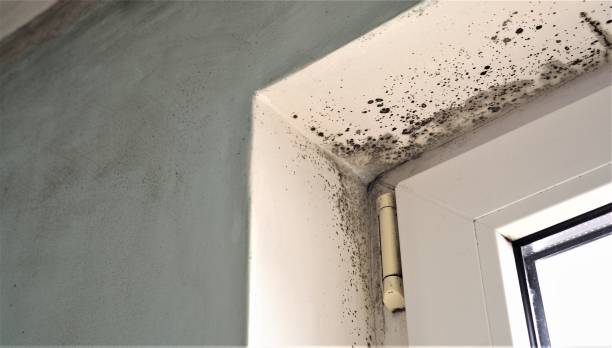 Best Environmental Consulting for Mold Prevention  in Manly, IA