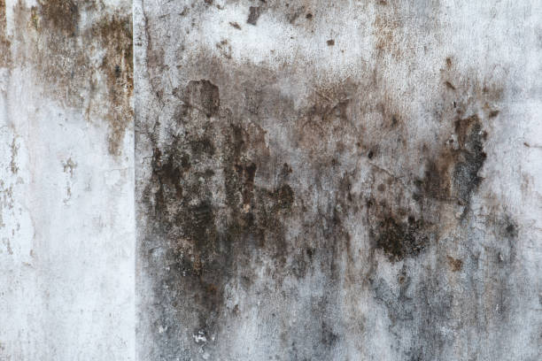 Best Comprehensive Air Testing for Mold Contaminants  in Manly, IA