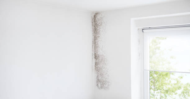 Trusted Manly, IA Mold Removal Experts