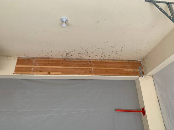 Best Airborne Mold Testing  in Manly, IA