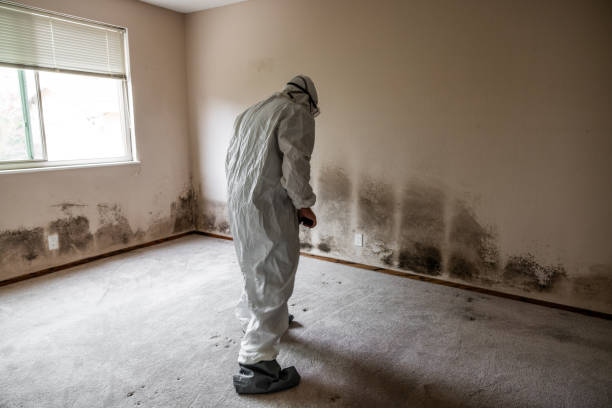 Best Forensic Mold Investigation  in Manly, IA